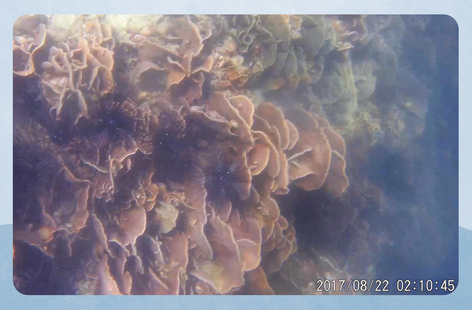 珊瑚生長茂密,水質乾淨,有一些不顯眼的海膽